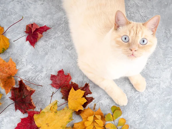 Weiße Katze spielt mit Herbstblättern — Stockfoto