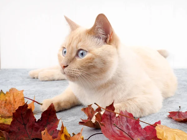 Fehér macska a játék az őszi levelek — Stock Fotó