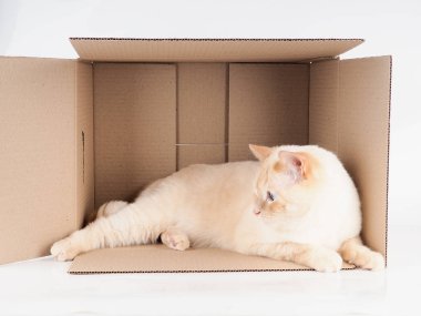 Zencefil tomcat kağıt kutu, beyaz arka plan üzerinde bir kedi ile karton kutu yalan