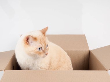 Zencefil tomcat kağıt kutu, beyaz arka plan üzerinde bir kedi ile karton kutu yalan