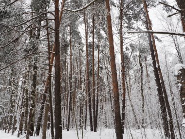 Kış parkında kar ile ağaçlar, karla kaplı kış ormanı