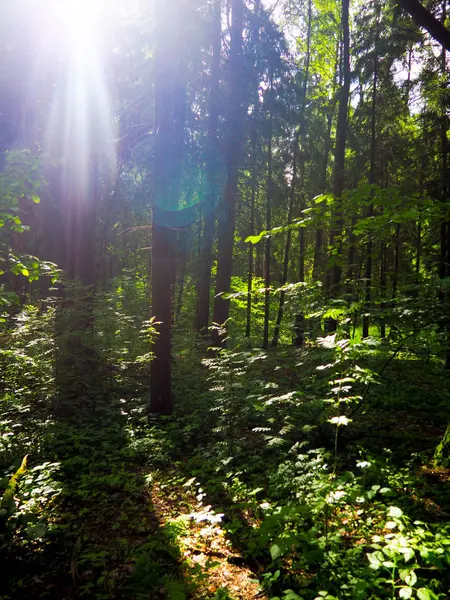 Lesní sluneční světlo, sluneční paprsky mezi větvemi stromů — Stock fotografie