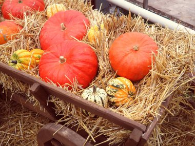 Balkabağı, saman ve akçaağaç yapraklı sonbahar kompozisyonu. Turuncu balkabakları at arabasında yatıyor, kırsal kesimde..