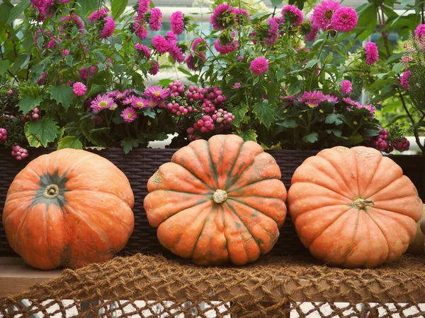 Composizione autunnale con zucche, paglia e foglie d'acero . — Foto Stock