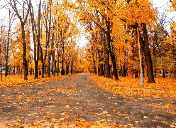 Podzimní pozadí - žlutá marple listy černé asfaltové silnici s kopií prostoru pro text. Podzim na pozadí. Textura. Čtvercové kompozice. — Stock fotografie