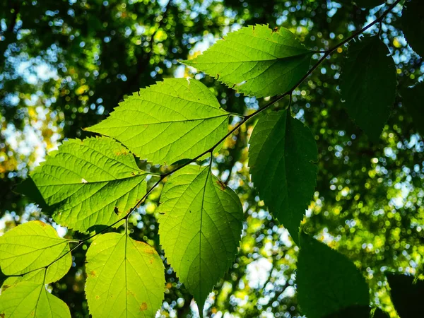 Τα πράσινα φύλλα του καρυδιού ανάβουν — Φωτογραφία Αρχείου