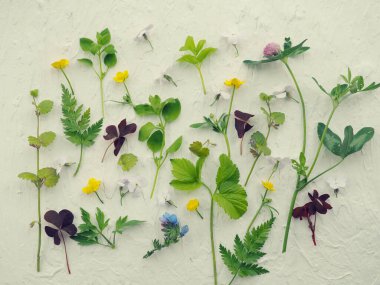 Alternatif tıp, tabletler, aromaterapi, esanslar ve doğal yağlar yerine yeşil bitkiler.