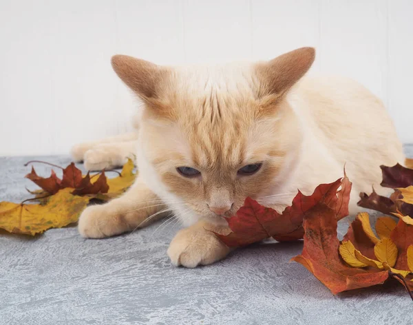 Λευκή κόκκινη γάτα με φθινοπωρινά φύλλα, κοντά στο αντίγραφο του χώρου, έννοια της συγκομιδής, άνεση — Φωτογραφία Αρχείου
