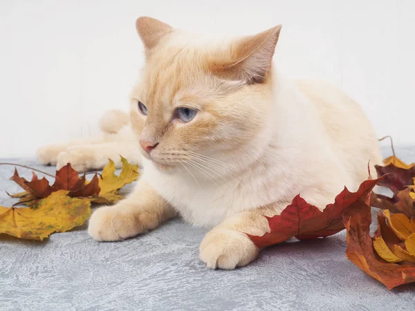 Λευκή κόκκινη γάτα με φθινοπωρινά φύλλα, κοντά στο αντίγραφο του χώρου, έννοια της συγκομιδής, άνεση — Φωτογραφία Αρχείου