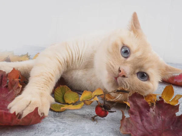 가을 잎이 달린 흰 붉은 고양이, 우주의 복사본 근처, 수확의 개념 편안 함 — 스톡 사진