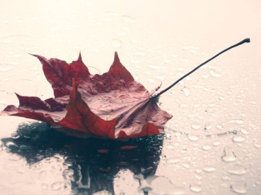 Bir kırmızı akçaağaç yaprağı yağmur damlalarında siyah bir zemin üzerinde. Metin ve kartpostallar için boşluk