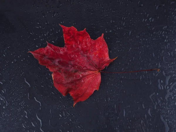 Une feuille d'érable rouge sur fond noir en gouttes de pluie. Espace pour texte, carte postale — Photo
