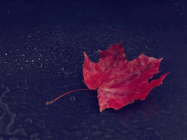 Une feuille d'érable rouge sur fond noir en gouttes de pluie. Espace pour texte, carte postale — Photo