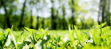 Parlak taze bahar bayrağı, yemyeşil çayırlarda parlayan güneş ışığından gelen ışıltılarla.