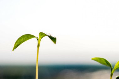 Güneş Işığında Büyüyen Genç Bitki, Büyüyen Filiz- Yeni Bir Yaşamın Başlangıcı. Tomurcuklar topraktan güneş ışığıyla büyüyor..