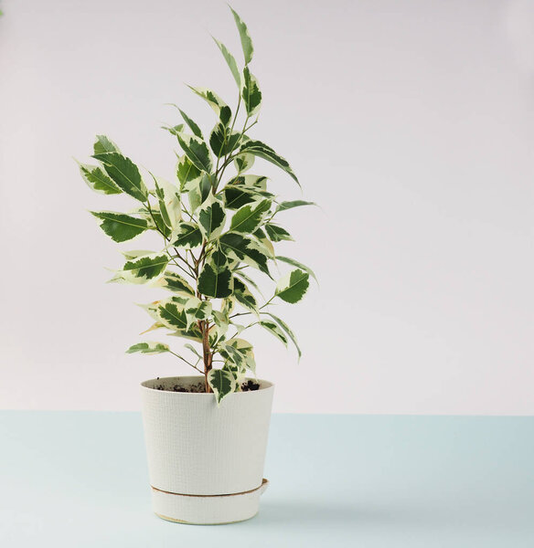 Фикус Бенджамина в белом горшке на белом фоне и синем фоне, стиль жизни, дизайн для открытки, пространство для текста, минимализм.