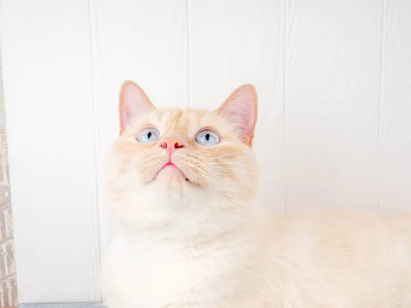 泰式奶油尖猫 白色猫 有红色鼻子和尾巴 白色背景 漂亮的猫在家里 — 图库照片