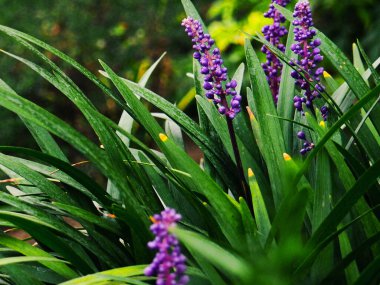 Provence lavanta tarlası, panorama lavanta tarlası yaz sabahı bulanık arka plan. bahar lavanta arka planı. çiçek arkaplanı. Yüzeyin derinliği.