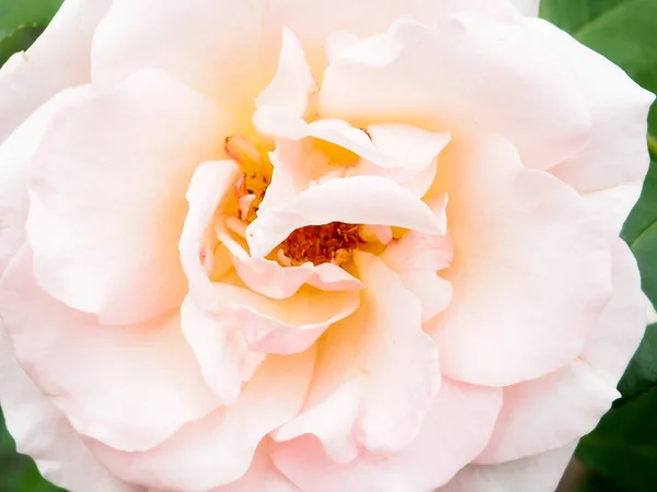 Rosa Blommor Blomma Eller Sommar Blommande Nypon Tonad Bokeh Blomma — Stockfoto