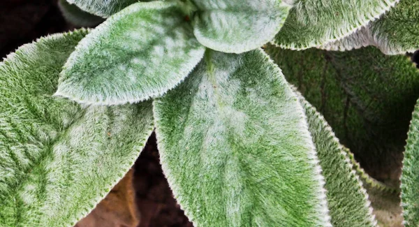 Lambs Ear Ornamental Perennial Plant Turkish Lambs Ear Stachys Byzantine — 스톡 사진