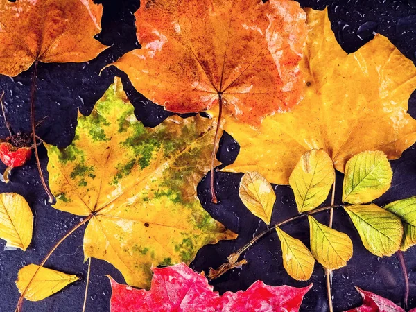 Herbstkomposition Blätter Auf Schwarzem Hintergrund Nach Regen Mit Tropfen Kopie — Stockfoto