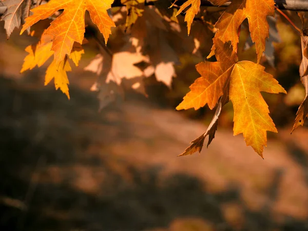 Abstract Autumn Colorful Leaves Defocused Park Background Sunset Солнечный Свет — стоковое фото