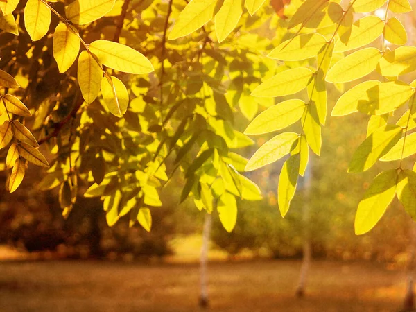 Outono Abstract Folhas Coloridas Com Parque Desfocado Fundo Pôr Sol — Fotografia de Stock