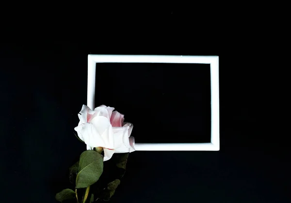 Rosa Fiore Sfondo Nero Cornice Vostro Disegno — Foto Stock
