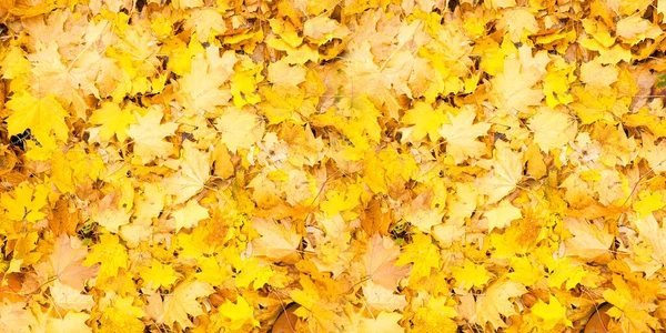 Rot Und Orange Herbstblätter Hintergrund Draußen Buntes Hintergrundbild Gefallener Herbstblätter — Stockfoto