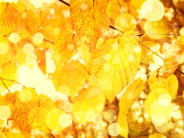 Rosso Arancione Autunno Lascia Sfondo All Aperto Immagine Backround Colorata — Foto Stock