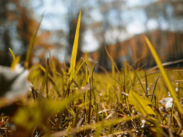 Φθινόπωρο Κίτρινο Γρασίδι Φόντο Και Φόντο Για Σχεδιασμό Σας Φθινόπωρο — Φωτογραφία Αρχείου