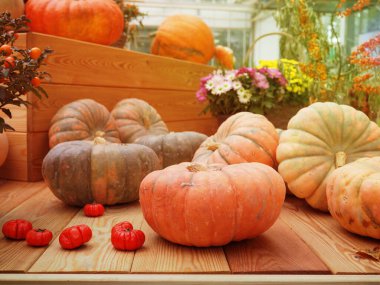 Hasat, sonbahar balkabağı farklı yaşam tarzı.
