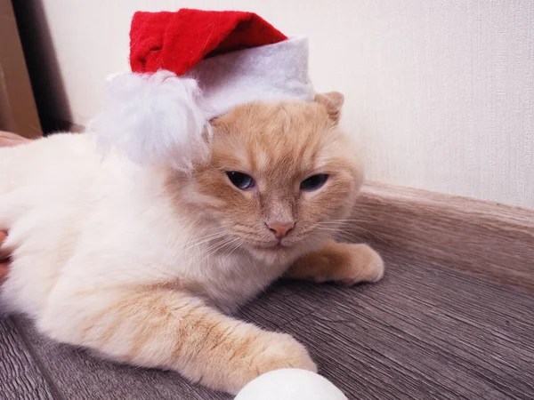 white cat in a Christmas hat, funny cat, Christmas concept.