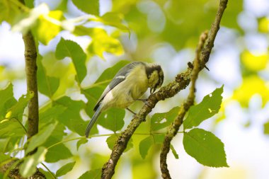 Cute great tit on a branch, great tit crushing a seed on a branch, green background, leaves in the background, bird with black head on a tree, Parus major