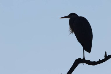 Şafak vakti gri balıkçıl silueti, mavi bir arkaplanda gri balıkçıl, arka planda gri balıkçıl, bulutsuz mavi gökyüzü, Ardea sineması