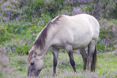 Yağmurda çiçek açan bir çayırda gri-beyaz vahşi bir at, çiçek açan fundaların mor renkleri ile çevrili at, yandan yabani at, Equus caballus, Equus ferus, yağmurlu gün