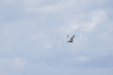 Uçuşta kanatları açık, kanatları açık ve gri gökyüzü açık, Sterna hirundo, arka planda gri bulutları olan sıradan bir deniz kestanesi.