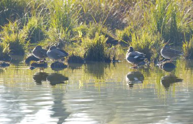 Gadwall 'lar sabah güneşinde sazlıklarda, gadwall' lar sabah sislerinde gölette sazlıklar, arka planda yüksek tabela su kuşları, mareca strepera