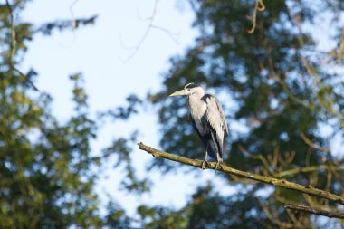 Arka planda bir çok ağaçla çevrili, yüksek bir ağaca tünemiş gri balıkçıl, yeşil yapraklarla çevrili gri balıkçıl, sabah güneşinin tadını çıkaran gri balıkçıl, gri tüyler, Ardea cinerea