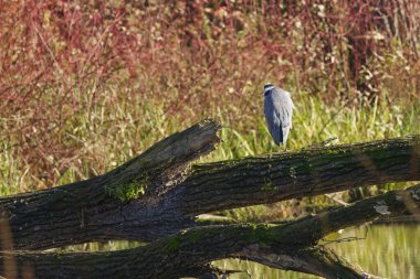 Gri balıkçıl, düşen bir gölette güneşin tadını çıkarır. Sonbaharda kırmızı yapraklarla çevrili gri balıkçıl balığı, gri balıkçılın tüyleri, gün ışığında ağaçlarda kırmızı yapraklar, Ardea sineması.