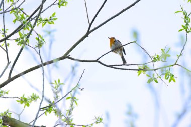 Ağaçtaki sevimli Robin, daldaki portakallı Robin, mavi arka plandaki Erithacus Rubecula, yüksek ağaçtaki ötücü kuş