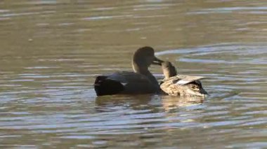 Kur yapan duvarlar, gölette flört eden iki gadwall, göl kenarındaki huzurlu ördekler, su kuşlu ilahi doğa, Mareca Strepera
