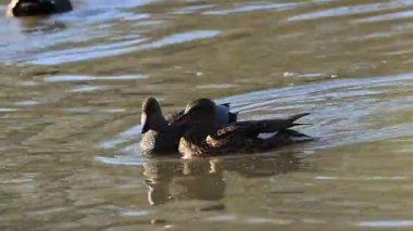 Gölette flört eden iki gadwall, Gadwall 'lar, gölde huzurlu ördekler, su kuşları ile cennet gibi doğa, Mareca Strepera