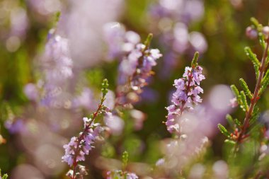 Heather Polen Pistil 'in yakın çekimi, sabah güneşinde çiçek açan funda ve tomurcuklar, su damlalarıyla çiçek açan funda, Erica, pembe arka plan, güneşli gün