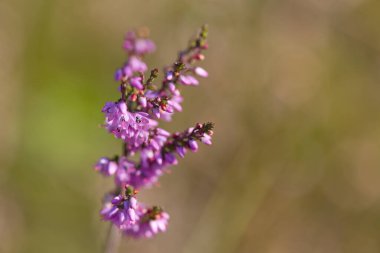 Heather Polen Pistil 'in yakın çekimi, sabah güneşinde çiçek açan funda ve tomurcuklar, su damlalarıyla çiçek açan funda, Erica, pembe arka plan, güneşli gün