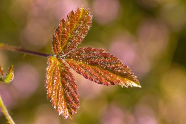 Güneşte parlayan böğürtlen yaprağı, yeşil-kırmızı yaprakta sabah çiyleri, parıldayan böğürtlen yaprağı, Heather 'ın arka planında yeşil-pembe bokeh, Erica çiçeği, rubus