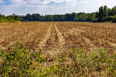 Taze hasat edilmiş mısır tarlası. Taze hasat edilmiş mısır tarlasında sırayla sıralanmış ve mesafeye kadar uzanan düzgün kesilmiş saplar sergileniyor. Altın sakal, sık ağaçların doğal bir sınır oluşturduğu alanın kenarındaki yeşil yapraklarla çelişiyor..