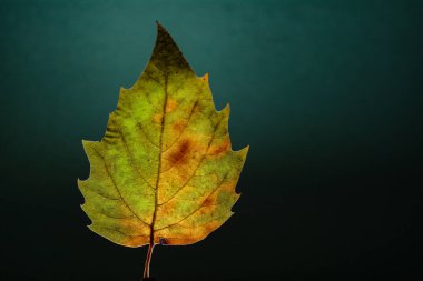 Tarafsız bir zeminde izole edilmiş tek bir sonbahar yaprağı mevsimsel tasarım, metin örtüleri ve minimalist kompozisyonlar için mükemmel.