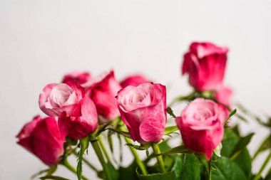 Durgun bir hayata yakalanmış tek bir pembe gül. Çiçekli markalaşma ya da yazı işleri için yumuşak tonlar ve doğal zarafet