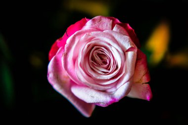 Temiz bir stüdyo ortamında yakalanmış zarif bir gül. Markalaşma, paketleme veya editoryal tasarım için uygun çok yönlü bir çiçek resmi